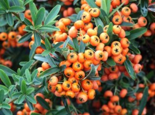 Pyracantha