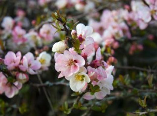 Pink and White Quince Blossom in the Spring