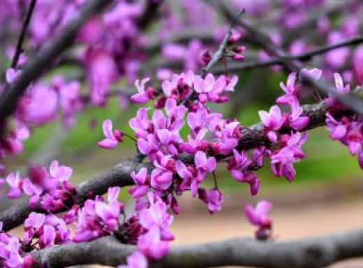 Redbud in Bloom