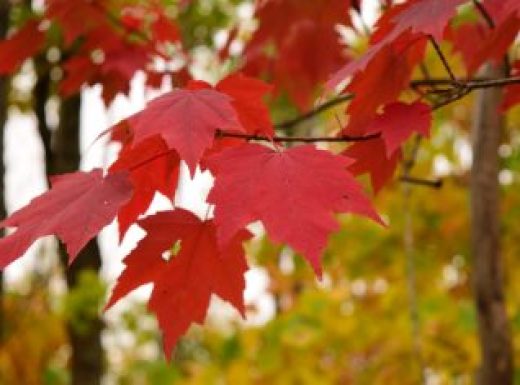Red Maple (Acer rubrum) Leaves in Fall