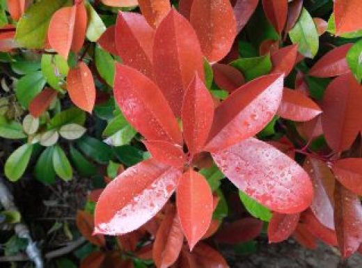 Wet photinia