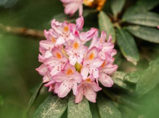 Rhododendron10