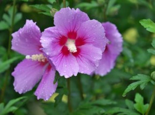 Rose of Sharon