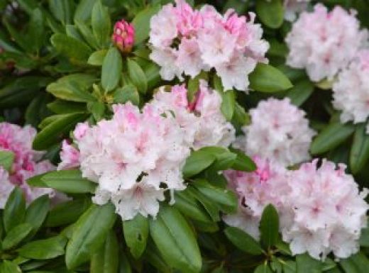 Rosebay Rhododendron