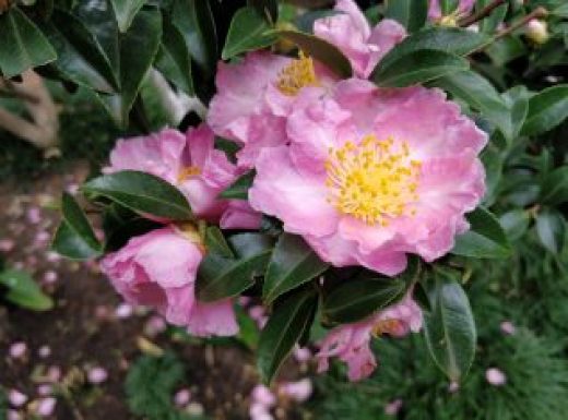 Camellia sasanqua