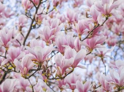 Beautiful flowering Magnolia pink blossom tree.