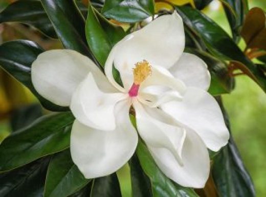 Southern Magnolia