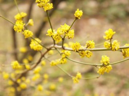 Lindera benzoin or spicebush yellow plant at spring