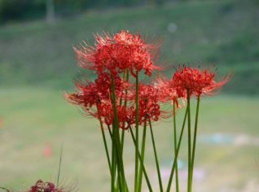 Spider Lily