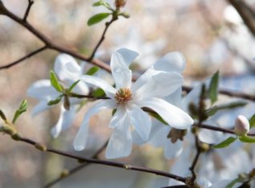 The white and highly fragrant many-petaled flowers of the White Ballerina Magnolia - Magnolia x loebneri 'Ballerina'.