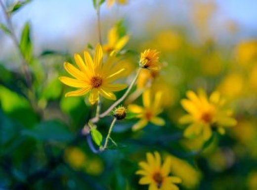 Swamp Sunflower