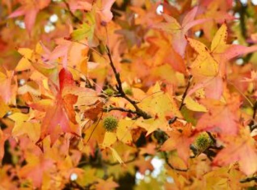 American sweetgum tree