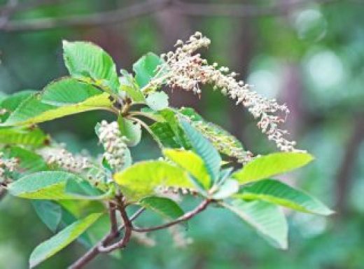 Sweet Pepperbush