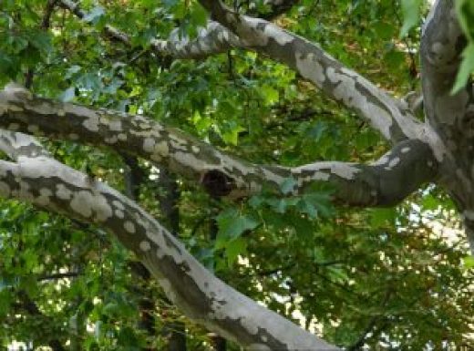 The trunk, bark, leaves and fruits of Platanus occidentalis, also known as the American, London plane tree. Bark of the sycamore tree. Different colors of the tree trunk. Platan Hispanica.