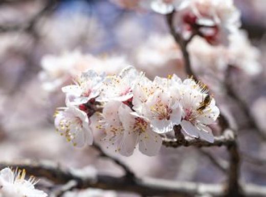 Spring flowers. Branches of flowering apricot against the blue sky. White blossom. Spring background.