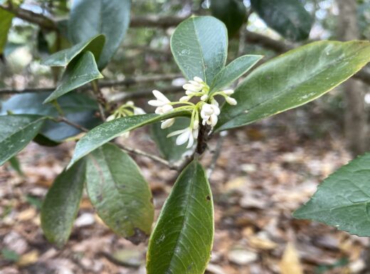 Tea Olive