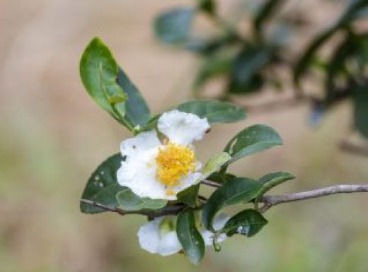 Green tea tree Flower fresh leaves in eco herbal farm. Tree tea plantations in morning sun light. Freshness herbal natural garden farmland. Drinking organic relax. Green tea tree in farm