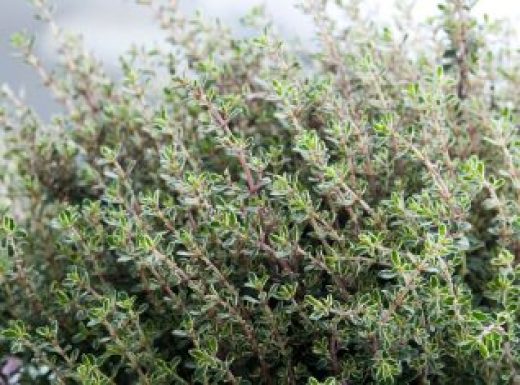 Thyme