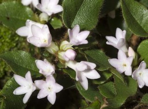 Flowers of trailing arbutus at Valley Falls Park in Connecticut.