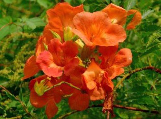 Trumpet-vine