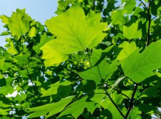 Tulip poplar