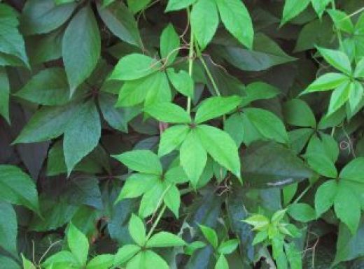 Virginia Creeper