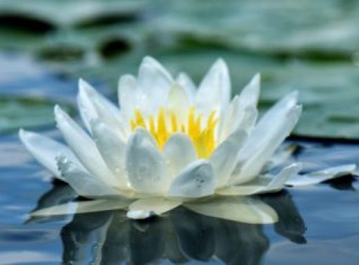 Water-lily