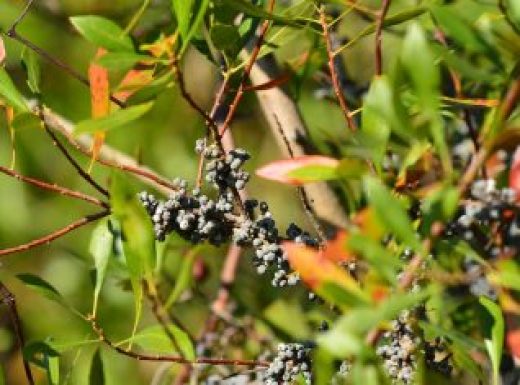 Ripe Wax Myrtle fruit clustered around branches
