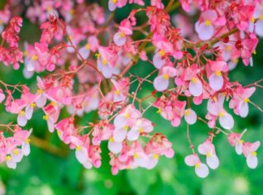 Winged Begonia