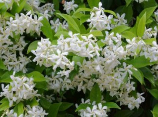 Star jasmine in the rain