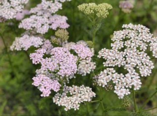 Yarrow