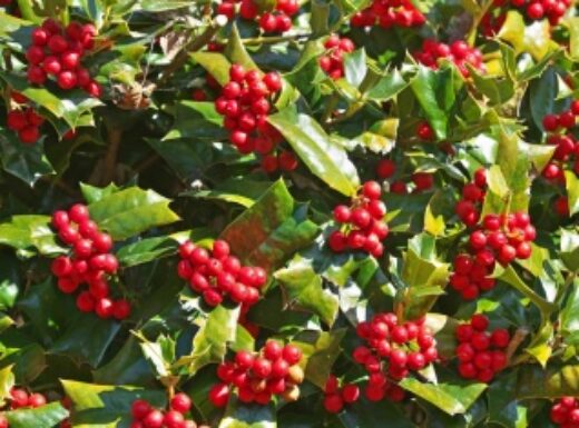 burfordholly-e1698349903259