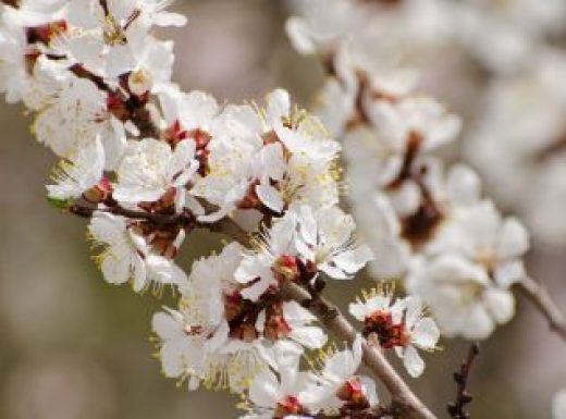 floweringapricot