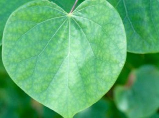 Summer Green Leaves