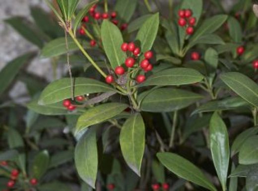 red fruit of Skimmia japonica shrub