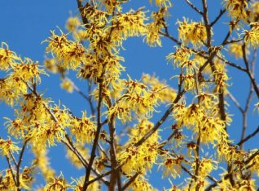 witchhazel