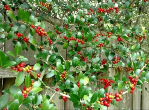 Yaupon Holly Berries