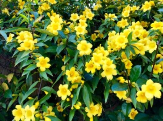 Yellow-Jessamine-e1698439876334